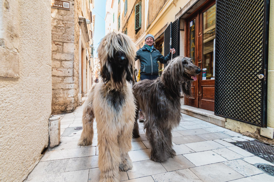 Kuni i Santos oličenje su elegancije i dramatičnosti, ali i jedna od najstarijih pasmina koja je lovila leoparde