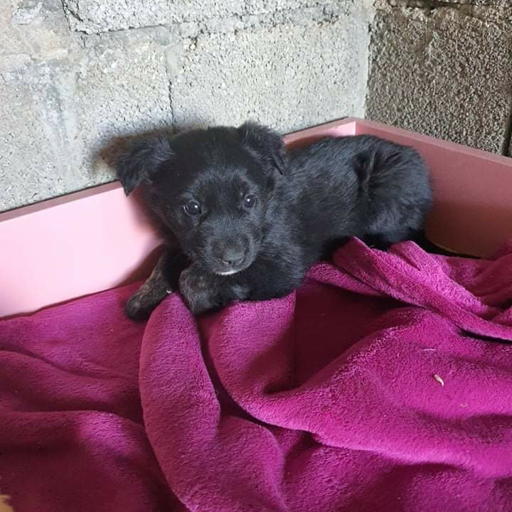 Netko je u gradu odbacio ove tri njuškice stare tek dva mjeseca: Štenci traže siguran dom 