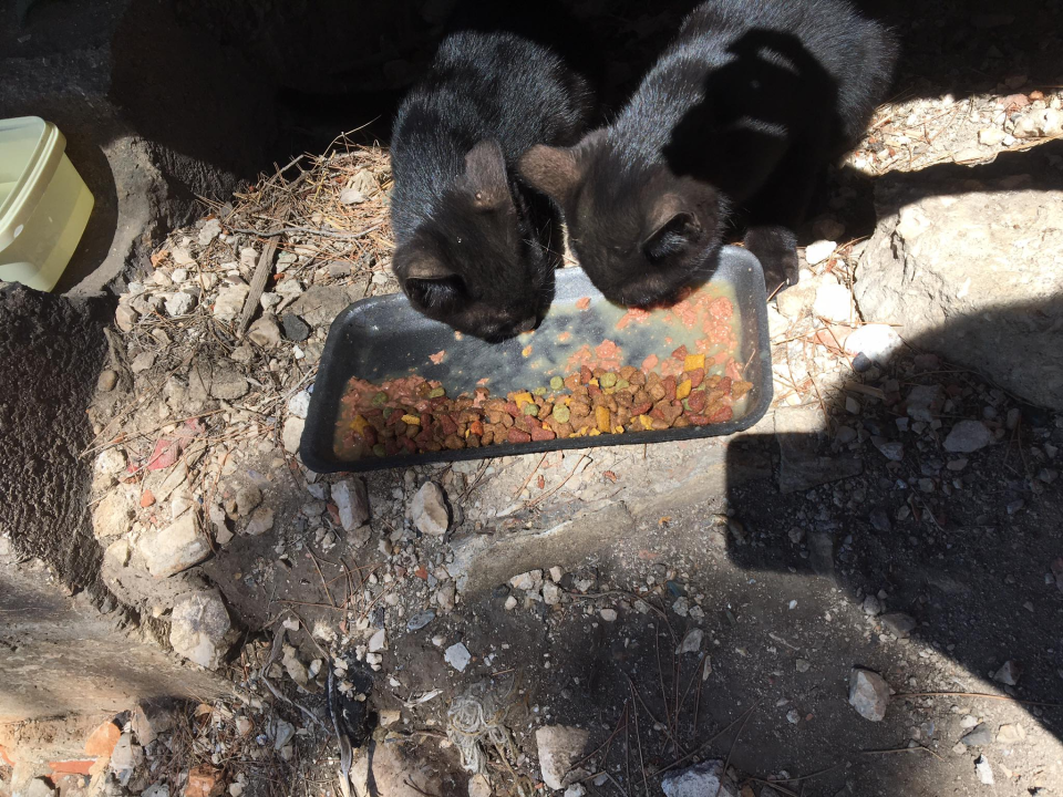 Ne treba nam projekt za TEF, Šibenčani znaju što s njim: Smeće, otpad, odbačeni mačići...
