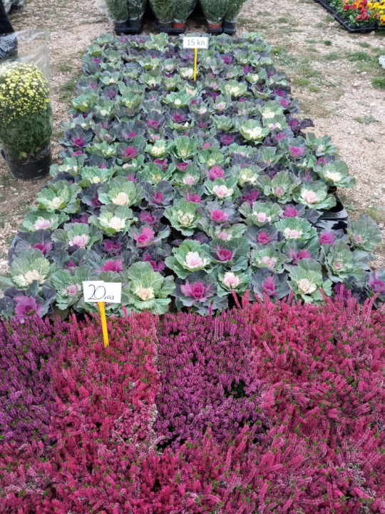 Jučerašnji benkovački sajam bio je zadnji na tom mjestu: Sajam se seli, kreću radovi na novom sajmištu