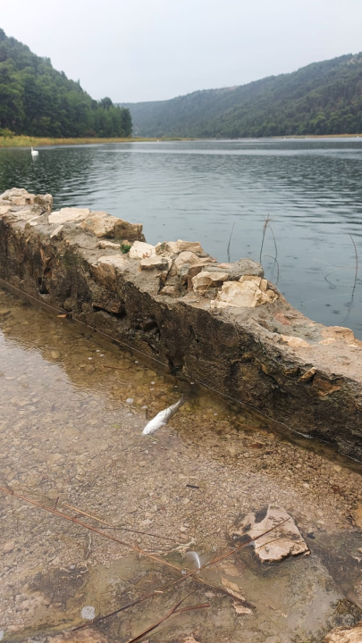Udruga Titius Lozovac upozorava na povećan pomor ribe u Krki: 'Sve se preklapa s izvođenjem radova na plaži u Skradinu' 