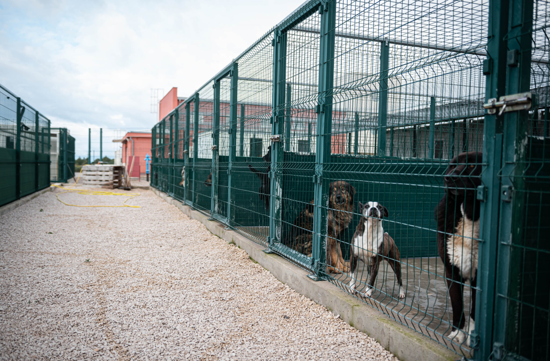 Reportaža iz As-Eka:  Malik, Mrva, Lisac, Stela... i oni bi s nekim ušli u Novu godinu!