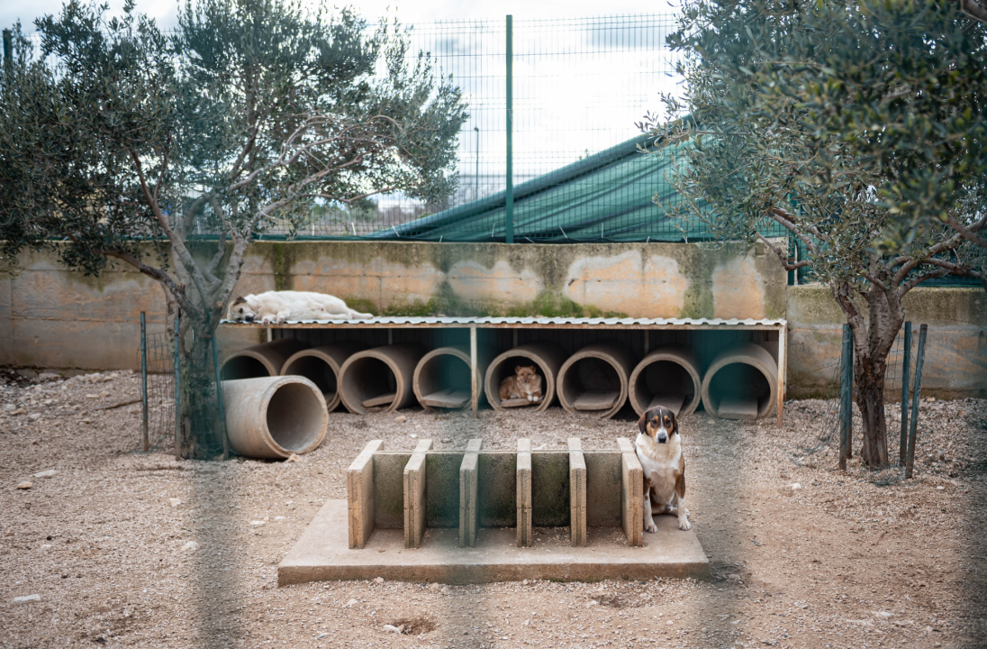 Reportaža iz As-Eka:  Malik, Mrva, Lisac, Stela... i oni bi s nekim ušli u Novu godinu!