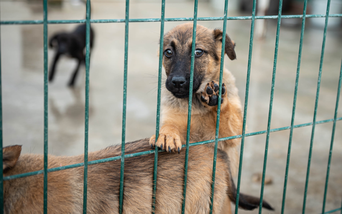 Reportaža iz As-Eka:  Malik, Mrva, Lisac, Stela... i oni bi s nekim ušli u Novu godinu!