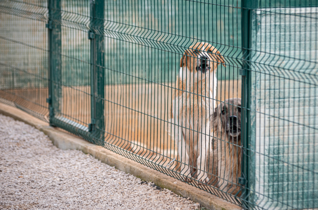 Reportaža iz As-Eka:  Malik, Mrva, Lisac, Stela... i oni bi s nekim ušli u Novu godinu!