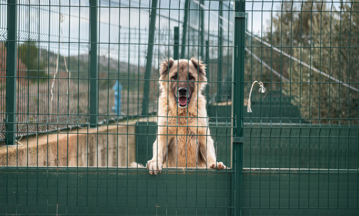 Reportaža iz As-Eka:  Malik, Mrva, Lisac, Stela... i oni bi s nekim ušli u Novu godinu!
