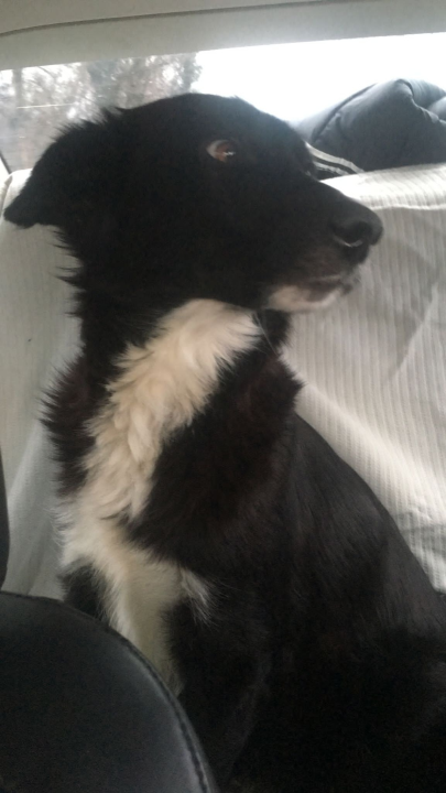 Kninska udruga Berta pred zidom: U samo jednom danu 19 odbačenih štenaca koje sad treba othraniti