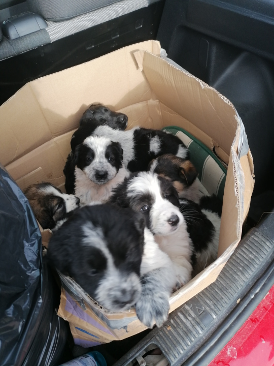 Kninska udruga Berta pred zidom: U samo jednom danu 19 odbačenih štenaca koje sad treba othraniti