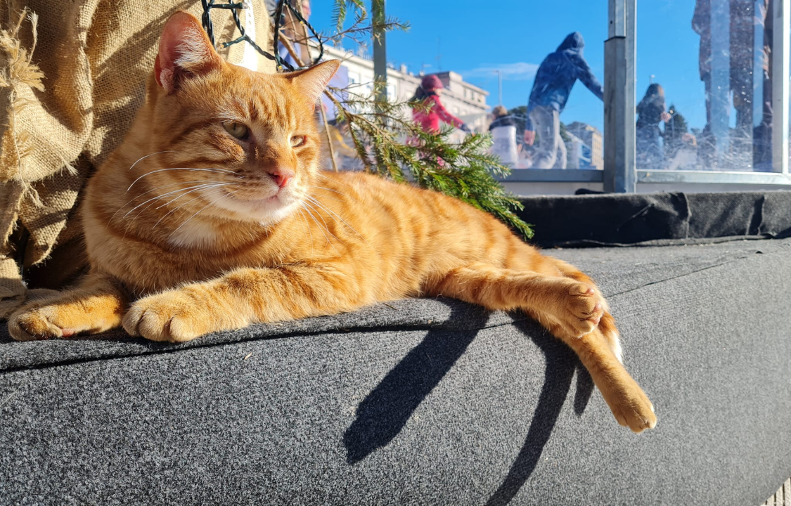 Debeljuškasti mačak ne zna da klizalište na kojem se udomaćio odlazi za par dana: Hrani li ga netko zimi ili mu je potreban novi dom?