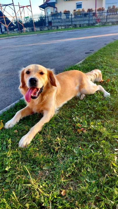 Najomiljenija pasmina na svijetu slavi svoj dan: Evo fotografija vaših zlatnih retrivera  