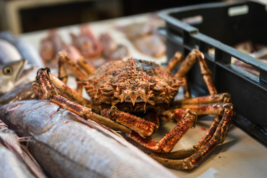 Fotogenična ponuda na šibenskoj peškariji: Grmalj, kokoti i nekoliko kolateralnih žrtava