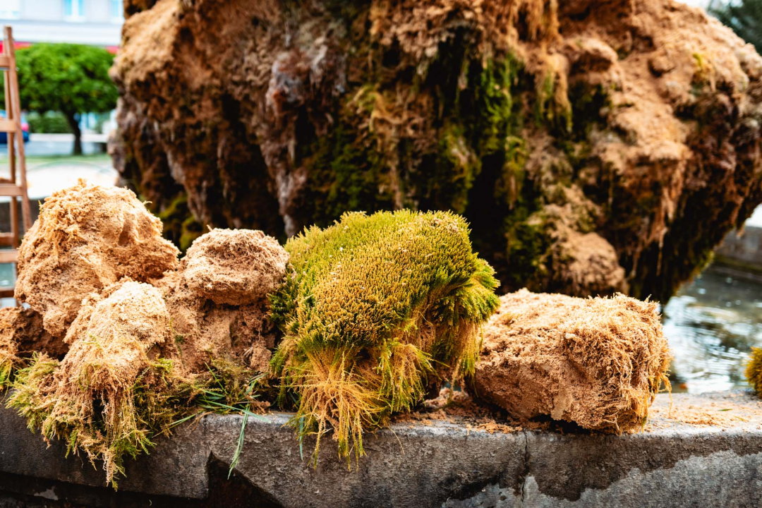 Uklonjen dio sedre kojemu je prijetilo urušavanje: Opet će zazeleniti, a kornjače dobivaju sunčalište