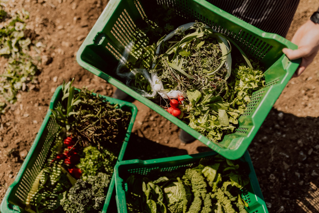 Konoba Campanelo otvorila je terasu s najljepšim pogledom uz gostovanje Melkiora Bašića!