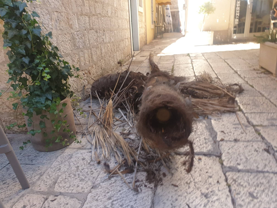 Zeleni grad uklonit će suhe palme s 'Trga 4 štekata': Jučer je jedna pala posred lokala na dječje igralište 