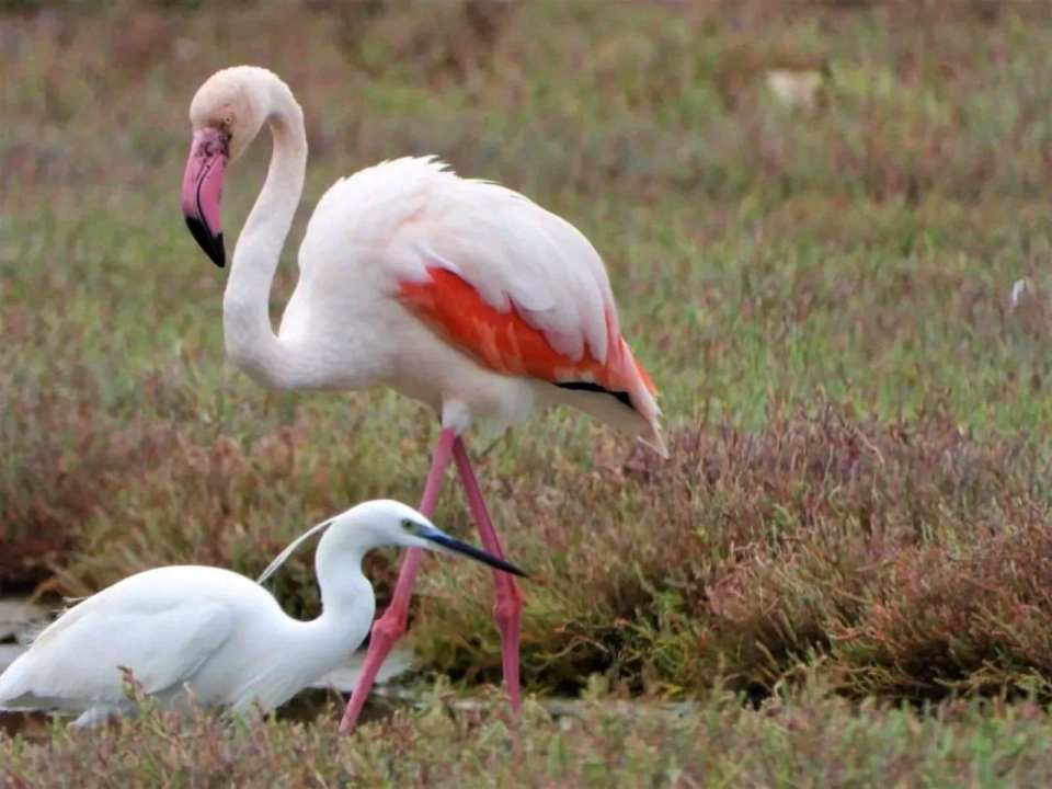 Plamenac u okolici Šibenika, a nije na napuhavanje: Sve češće dolaze u Hrvatsku