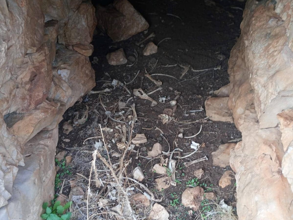 Na Lavsi na Kornatima odstrijeljena tri potpuno bijela čaglja