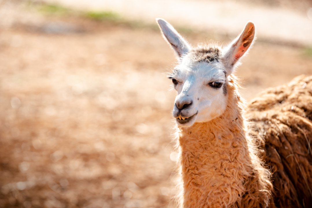 Suzana je učionicu zamijenila farmom u Dubravi: 'Kriza ima, ali svoju odluku nikada nisam požalila'