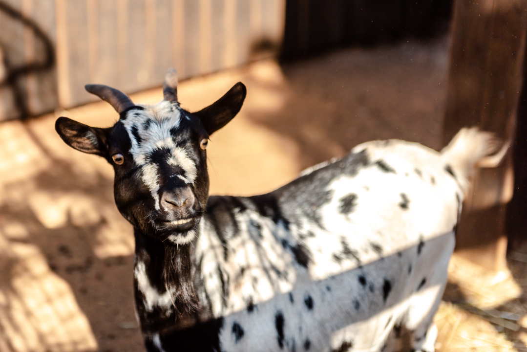 Suzana je učionicu zamijenila farmom u Dubravi: 'Kriza ima, ali svoju odluku nikada nisam požalila'