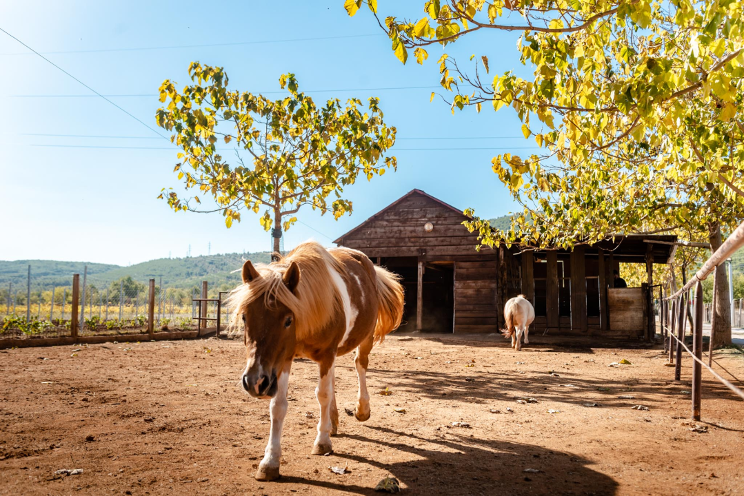 Suzana je učionicu zamijenila farmom u Dubravi: 'Kriza ima, ali svoju odluku nikada nisam požalila'