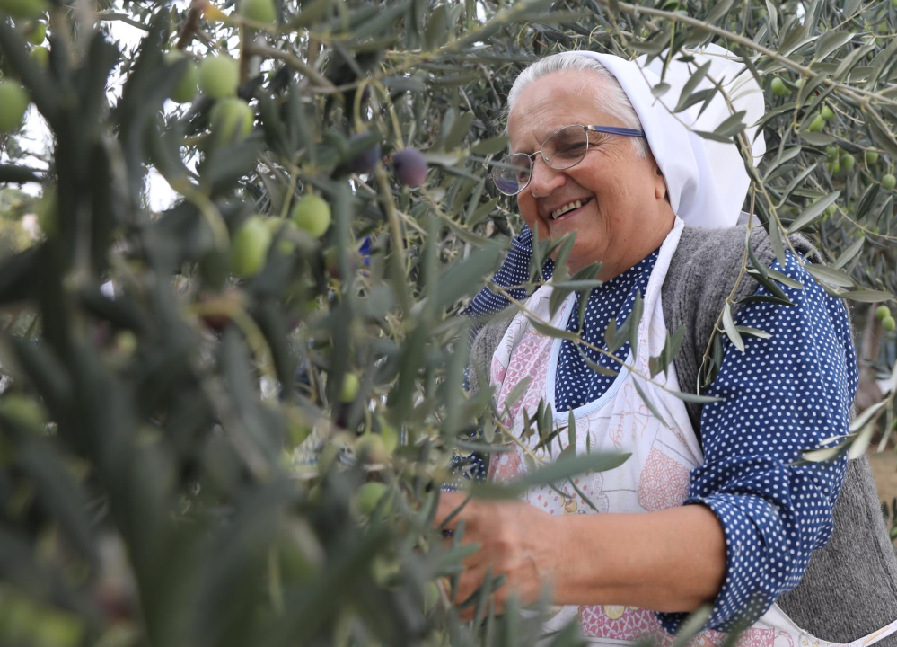 Šibenske časne zajedno s prijateljima beru masline u svojem malom masliniku