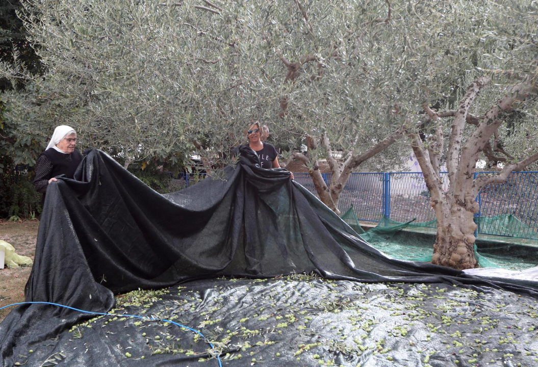 Šibenske časne zajedno s prijateljima beru masline u svojem malom masliniku