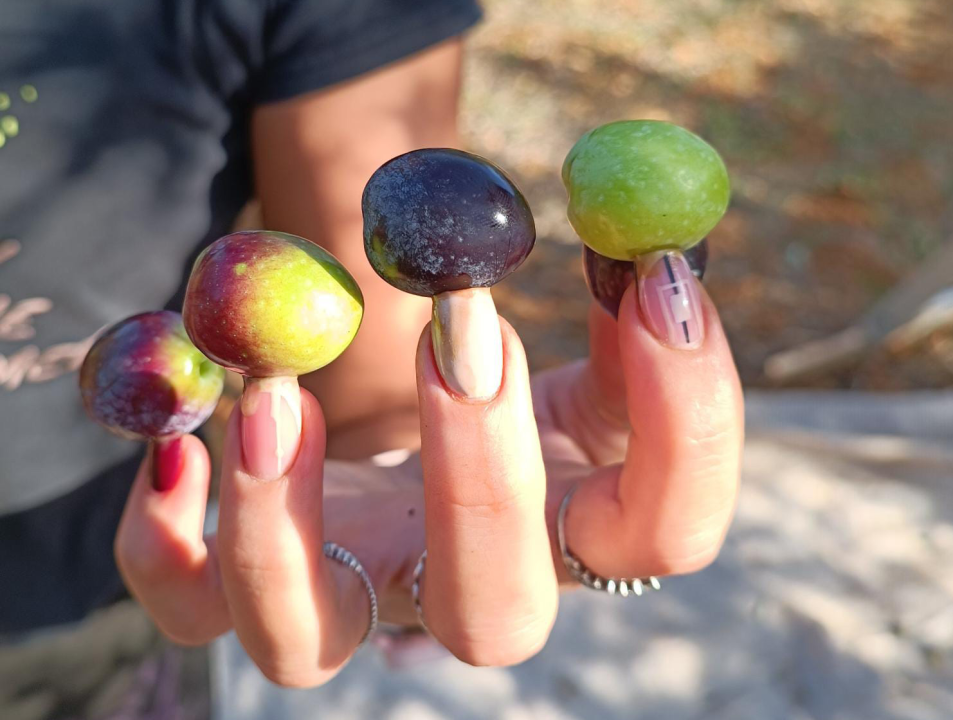 Šibenčanka predstavila novu metodu: S dugim noktima se može sve, pa i brati masline