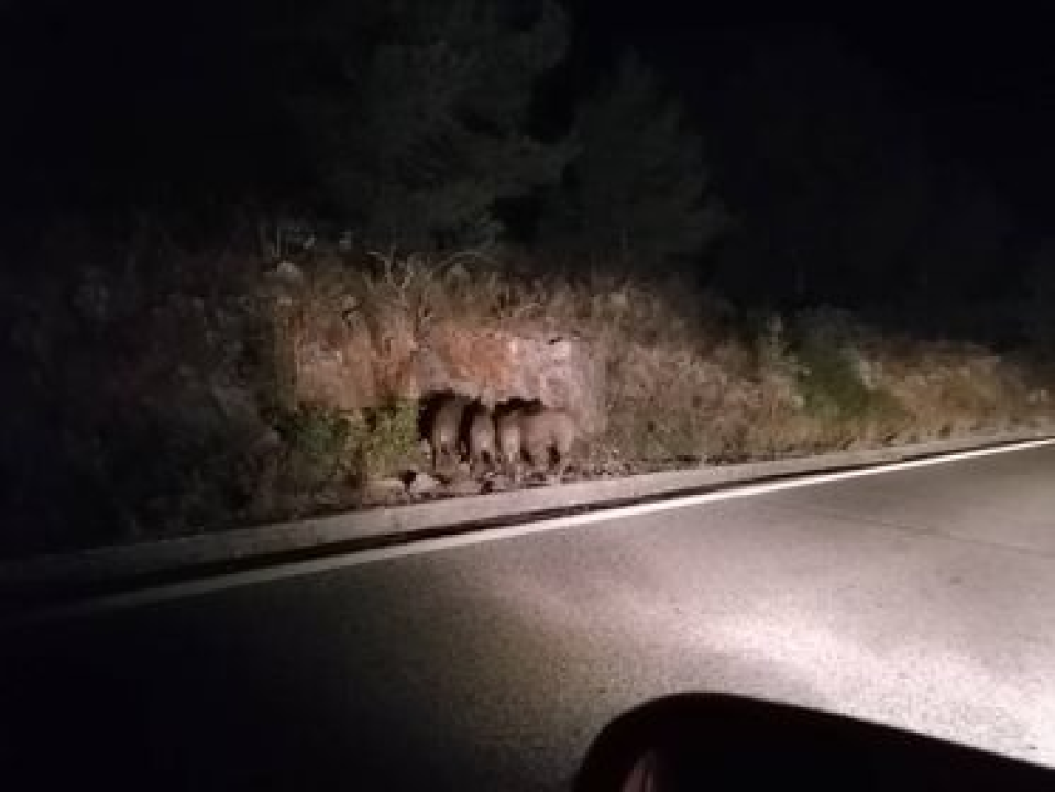 Nekoliko mladih veprova šeće kraj ceste između Bilica i Tromilje