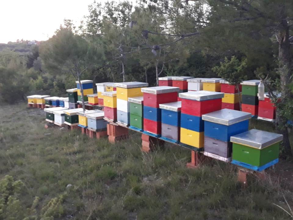 Doda Pčelarica je, s puno ljubavi i volje, napravila malo pčelinje carstvo: Ispričala nam je sve o pčelama, medu, propolisu, peludu… 