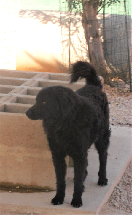 Hrvatski ovčar Tommy traži dom: Opušten je i zaigran, željan ljubavi i pažnje 