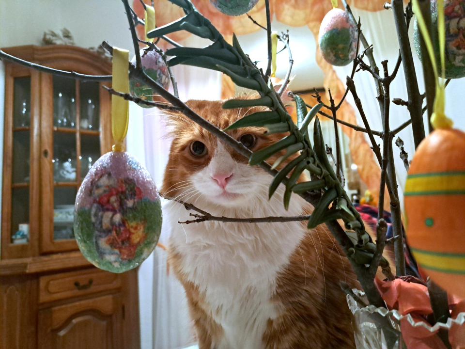 Bliži se Uskrs: Znaju to Šibenčani, a i njihove mačke 