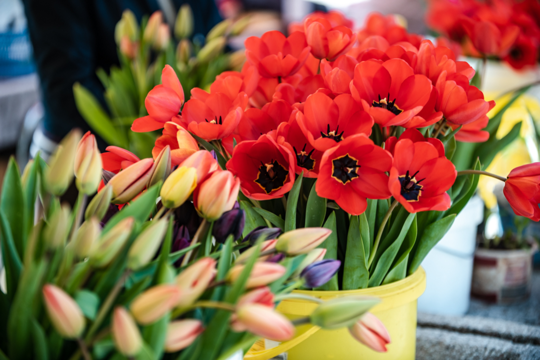 Radmila na šibenskoj pijaci više od 20 godina prodaje cvijeće: 'Sve što zaradim trošim na putovanja'