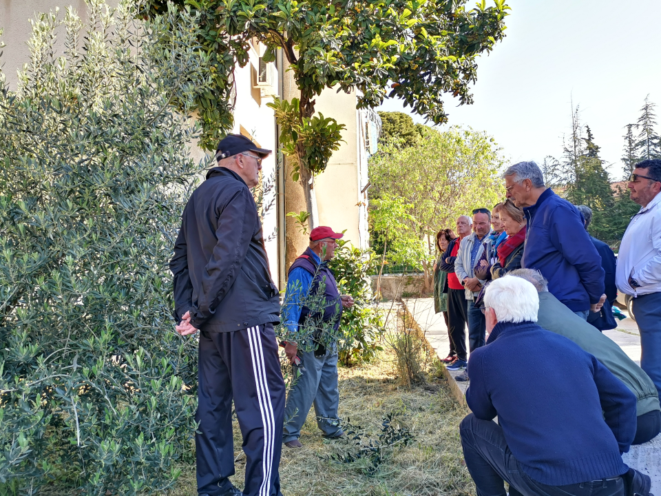 Prvo teorija pa onda praksa: Davorin Pamić nakon emisije maslinarima prezentirao rezidbu masline    