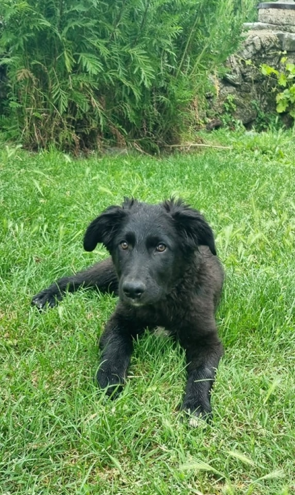 Željana se godinama brine za napuštene pse u Kninu, a sad je došla do ruba: 'Ne mogu više sama'