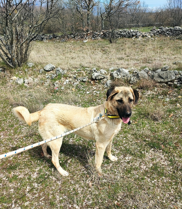 Željana se godinama brine za napuštene pse u Kninu, a sad je došla do ruba: 'Ne mogu više sama'