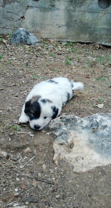 Željana se godinama brine za napuštene pse u Kninu, a sad je došla do ruba: 'Ne mogu više sama'