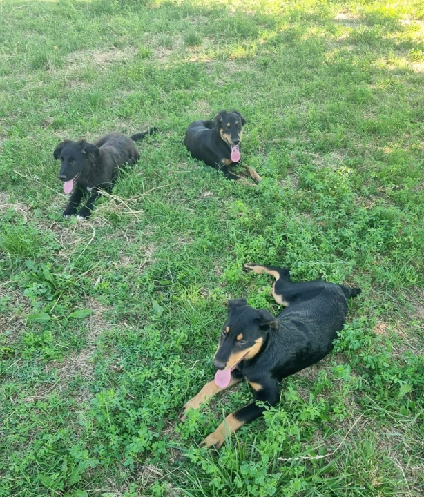 Željana se godinama brine za napuštene pse u Kninu, a sad je došla do ruba: 'Ne mogu više sama'