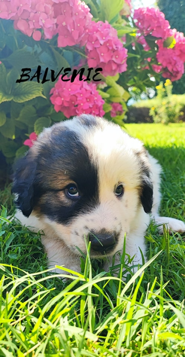 Željana se godinama brine za napuštene pse u Kninu, a sad je došla do ruba: 'Ne mogu više sama'