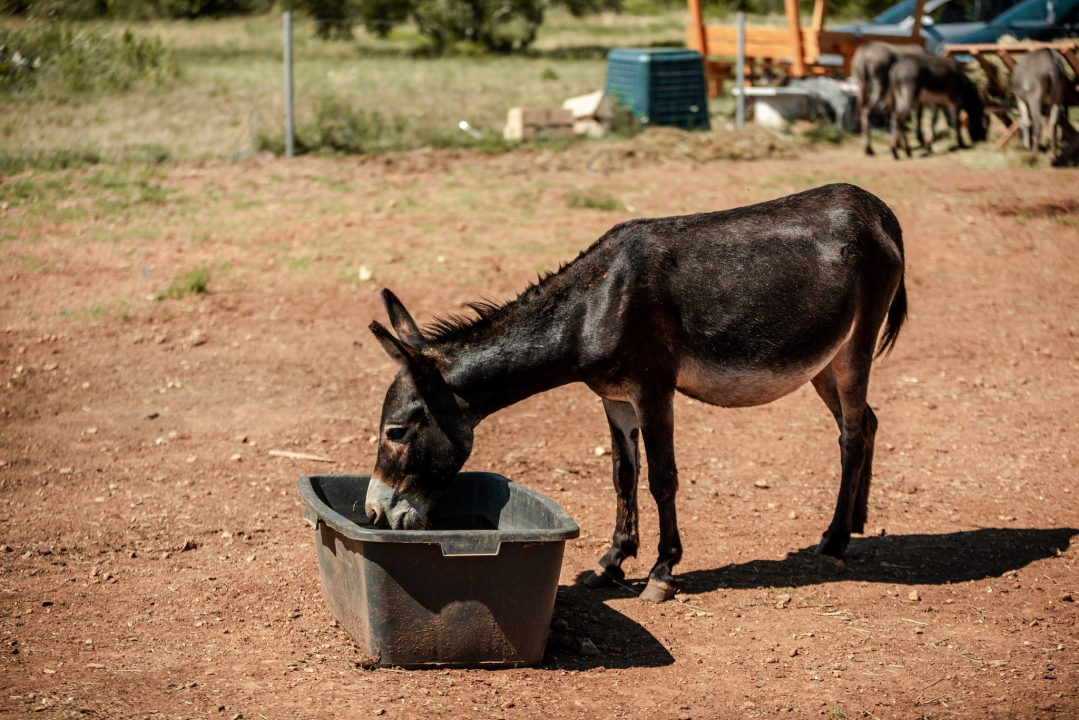 Za magarce na farmi 'Ćušin raj' brine se cilo misto: 'Mještani donose hranu, a djeca zaborave na mobitele'