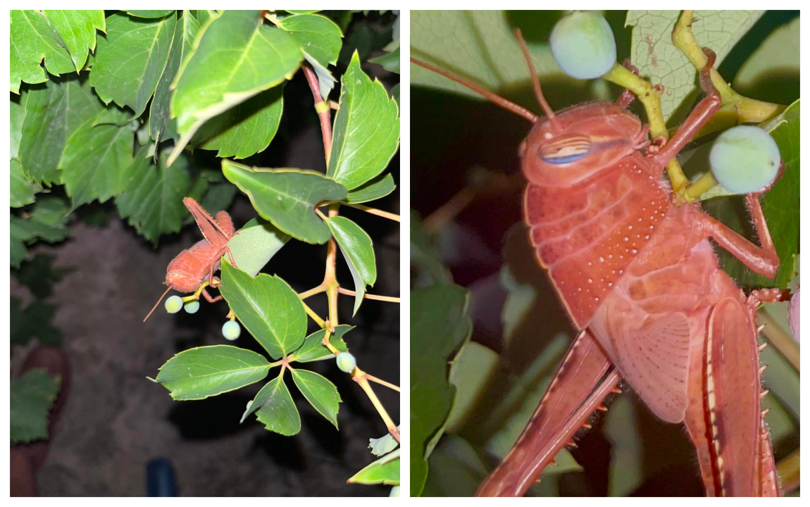 U Dubravi kraj Šibenika snimljen rozi skakavac: 'Riječ je o ne tako rijetkoj genetskoj mutaciji' 