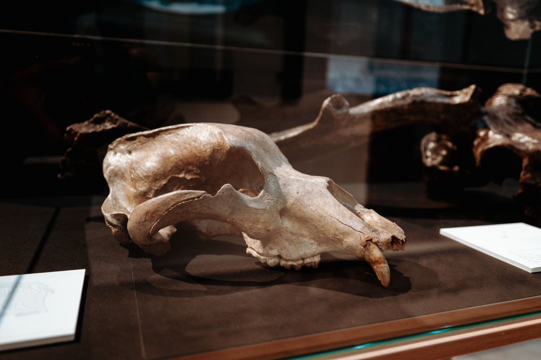 U Muzej ‘stigao’ stepski mamut iz Slavonskog Broda: ‘I Drniš svog mamuta ima'