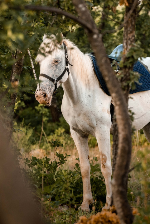 Obitelj Lovrić pokrenula posao s konjima na Miljevcima: 'Selo nudi sve, samo treba raditi'