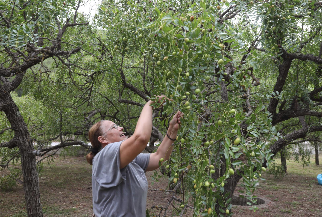 U Skradinu počela berba žižula: Zovu je i čičindra, kineska datula...