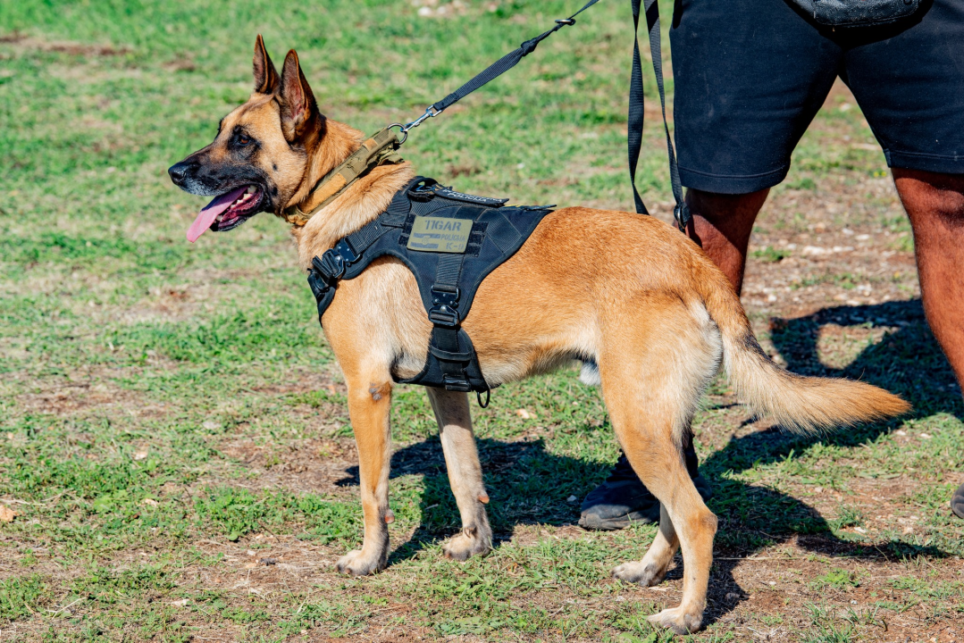 Seminar za ljubitelje pasa održan na Pokrovniku: 'Svaki pas uz puno rada i ljubavi može postati Tigar' 