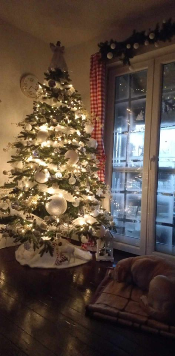 Provjerite tko su pobjednici izbora za naj jelku!