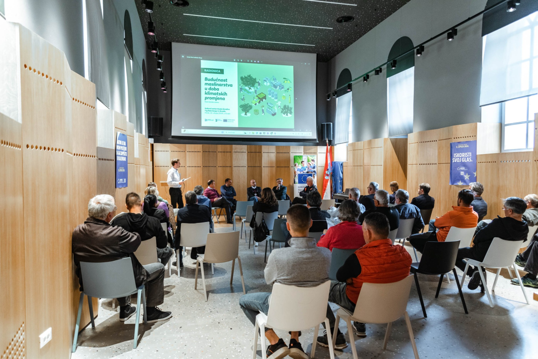 Maslinarstvo u Dalmaciji je i dalje većinom dodatna djelatnost, ali Skradin ima velikih potencijala