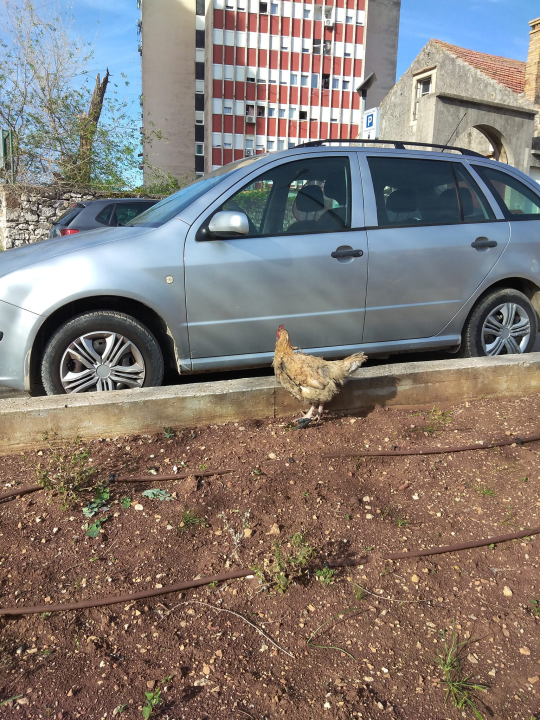 Traži se vlasnik: Netko je jutros izgubio kokoš na Baldekinu