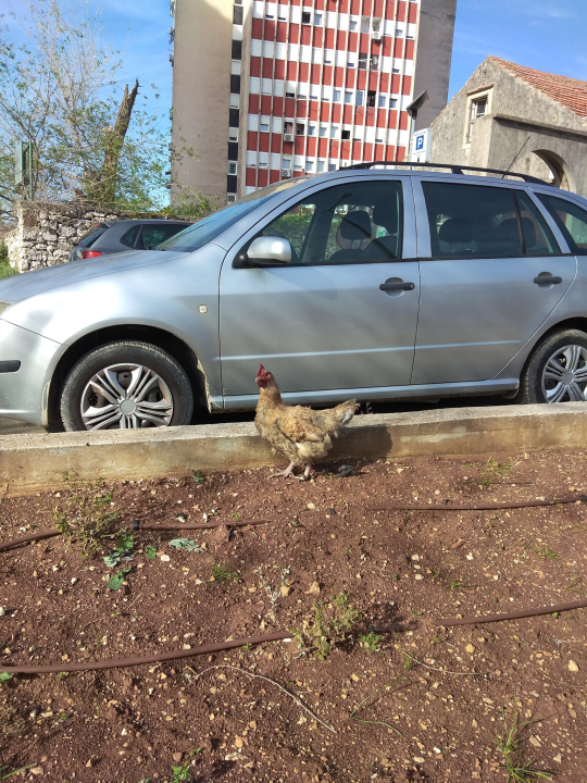 Traži se vlasnik: Netko je jutros izgubio kokoš na Baldekinu