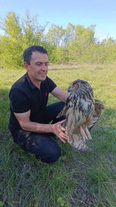 Ranjena sova ušara pronađena u Vukšiću