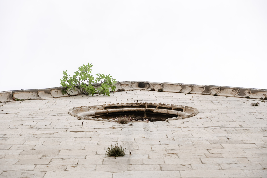 Ne da se smokva s vrha crkve sv. Frane u Šibeniku: Rezali su je, ali opet se vratila 