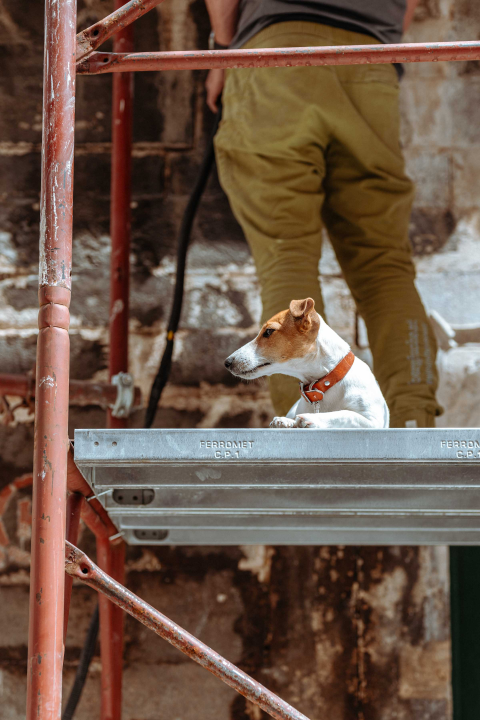 Četveronožni restaurator nadgleda radove na Maloj loži 